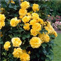Rose 'Golden Showers' - Climbing Rose