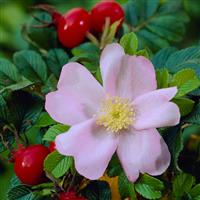 Rosa rugosa 'Jam-A-Licious'