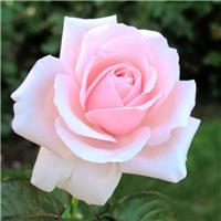 Rose Savoy Hotel