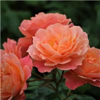 Rose 'Bordure Apricot' - Floribunda Rose