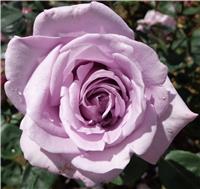 Rose 'Twice in a Blue Moon' - Hybrid Tea Rose