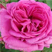Rose 'Madame Isaac' - Shrub Rose