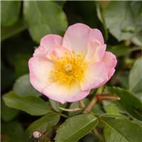 Rose 'Smarty' - Shrub Rose