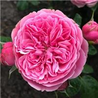 Rose 'Felicia'