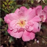 Rose 'Old Blush' - Shrub Rose