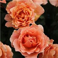 Rose 'Just Joey' - Hybrid Tea Rose