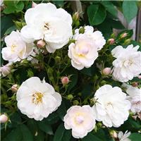 Rose 'Pearl Drift' - Groundcover Rose