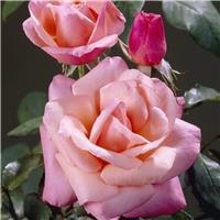 Rose 'Silver Jubilee'
