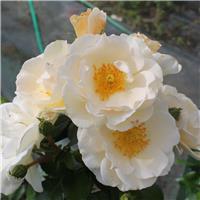 Rose 'Story Teller' - Floribunda Rose