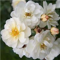 Rose 'Yvonne Rabier' - Polyantha Shrub Rose