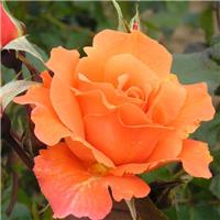Rose 'Bright Future' - Climbing Rose