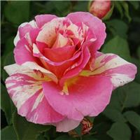 Rose 'Claude Monet' - Climbing Rose