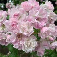 Rose 'Narrow Waters' - Rambling Rose