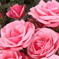 Rose 'Pink Perpetue' - Climbing Rose