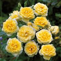 Rose 'Summertime' - Climbing Rose