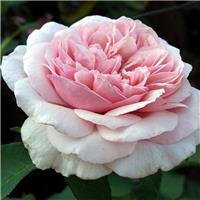 Rosa 'Souvenir de la Malmaison' - Climbing Rose