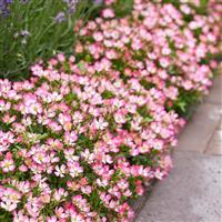 Rose Cutie Pie - Pack of THREE Plants