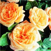 Rose 'Reach for the Stars' - Climbing Rose