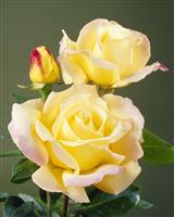 Rose 'Peace' - Hybrid Tea Rose
