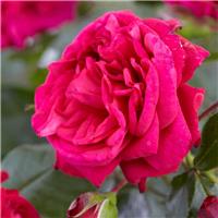 Rose 'Starlight Express' - Climbing Rose