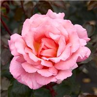 Rose 'Compassion' - Climbing Rose