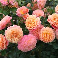 Climbing Rose 'Peach Melba' - Climbing Rose
