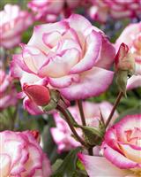 Rose 'Handel' - Climbing Rose