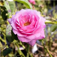 Rosa 'Baroness Rothschild' - Floribunda Rose