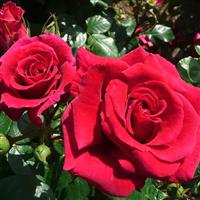 Rose 'Lovestruck' - Floribunda Rose