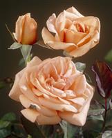 Rose 'Warm Wishes' - Hybrid Tea Rose