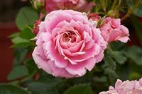 Rose Palace Tabor- Patio Shrub Rose