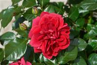 Rose Palace Isla - Patio Shrub Rose