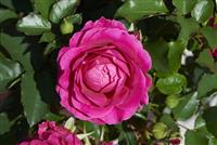 Rose Palace Ajnda