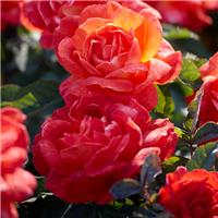 Rose Super Trouper - Floribunda Rose