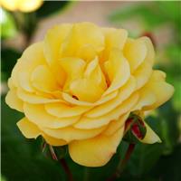Rose 'Arthur Bell' - Hybrid Tea Rose