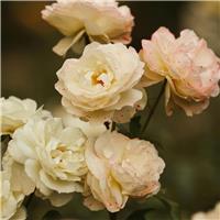 Rosa Cream Silk - Patio Shrub Rose