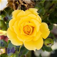 Rosa Flower Power Gold - Patio Shrub Rose