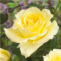 Rosa Elina - Hybrid Tea Rose