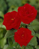 Rosa Evelyn Fison - Floribunda Rose