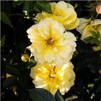 Rosa Lemon Couture - Patio Shrub Rose