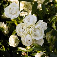 Rosa Little Bo-Peep - Patio Shrub Rose