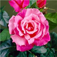 Rose Prima Ballerina - Floribunda Rose