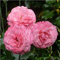Rosa Sexy Rexy - Floribunda Rose