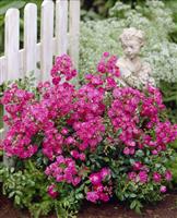 Rose Lovely Fairy - Patio Rose