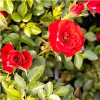 Rose Red Romance - Patio Shrub Rose