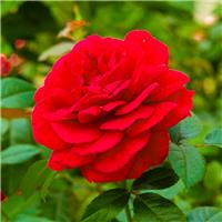 Rose Special Wishes - Patio Shrub Rose