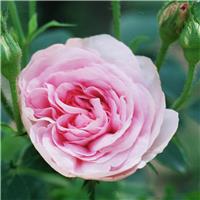 Rose Queen of Denmark - Ground Cover Rose
