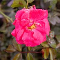 Rose 'Wiltshire' - Ground Cover Rose