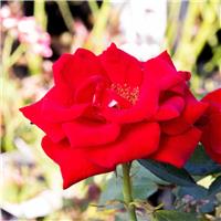 Rosa Dizzy Heights - Climbing Rose