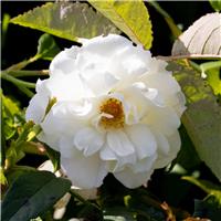 Rosa 'Francis E. Lester' - Climbing Rose